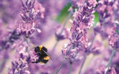 Campaign Launches to Save the Bees
