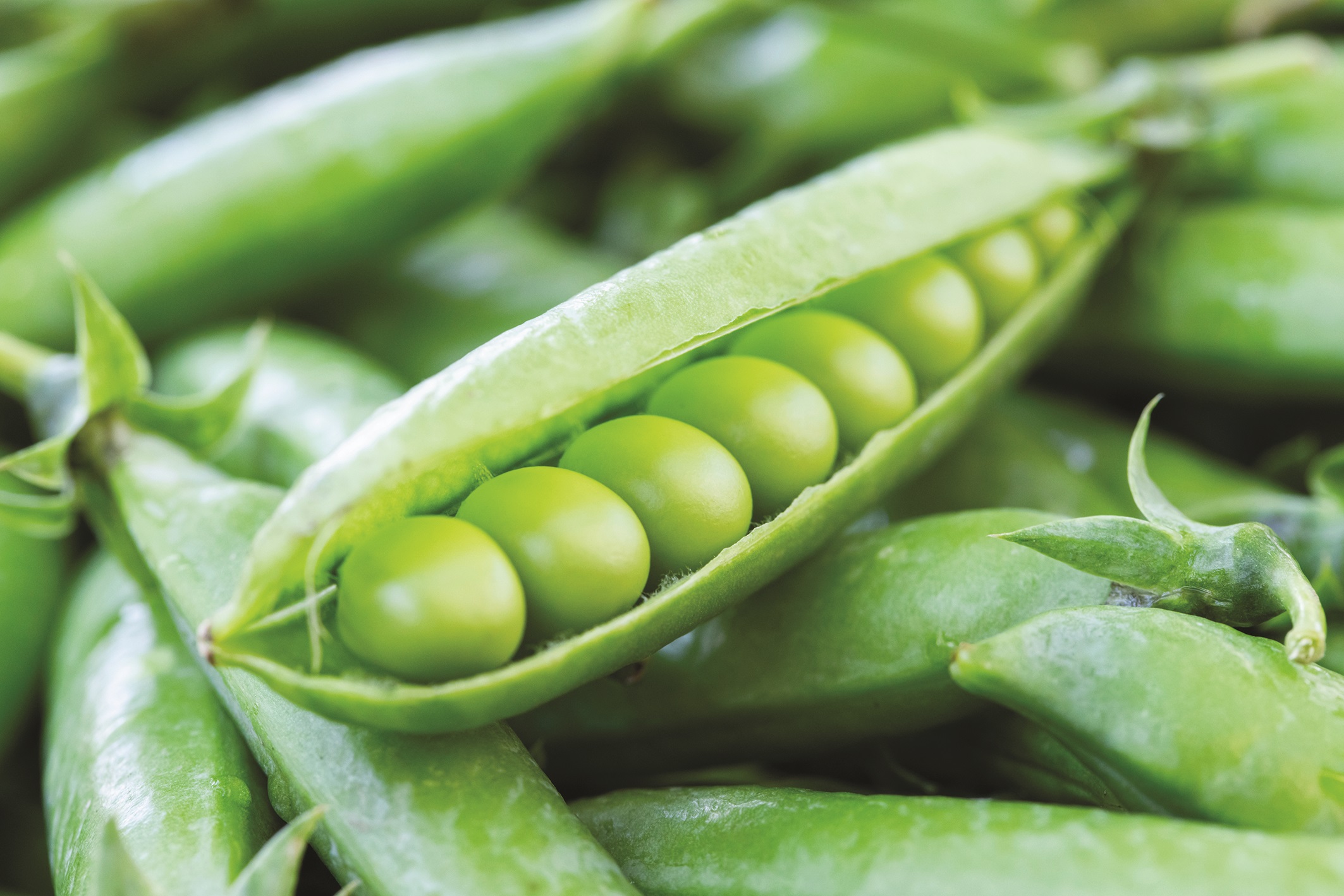 Decide of the Peas – Pure Life-style journal Decide of the Peas – Pure Life-style journal